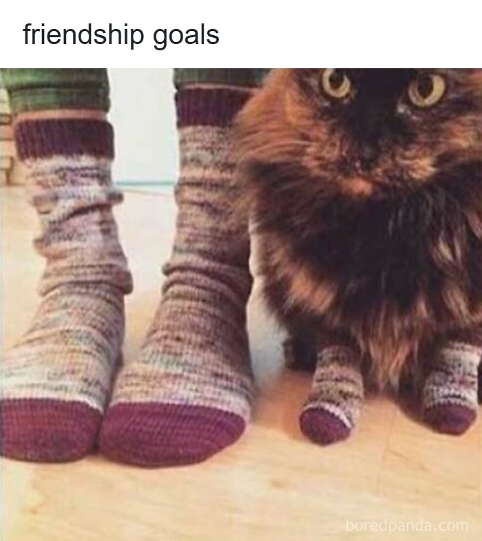Cat and person wearing matching socks friendship goals meme