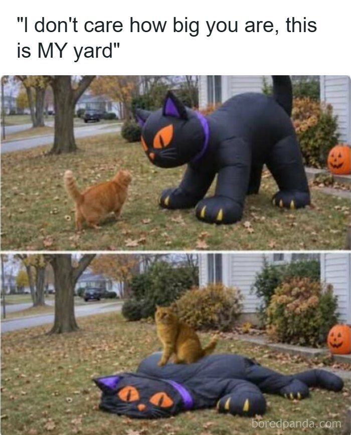 Funny pics of an orange cat sitting on a deflated giant inflatable black Halloween cat.