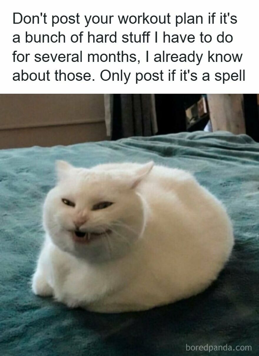 Spot-on memes of a white cat making a funny squinting face on a bed.