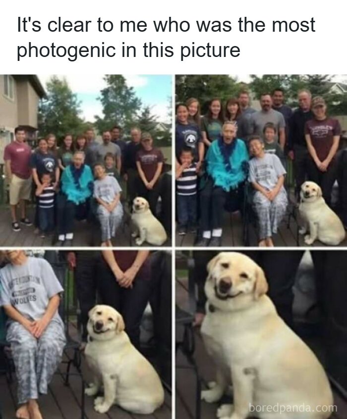 Funny pics of a smiling yellow lab dog posing in a family portrait.