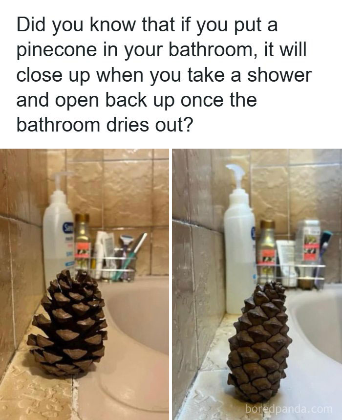 Side-by-side view of a pinecone open and closed in a bathroom, showing interesting facts about nature.