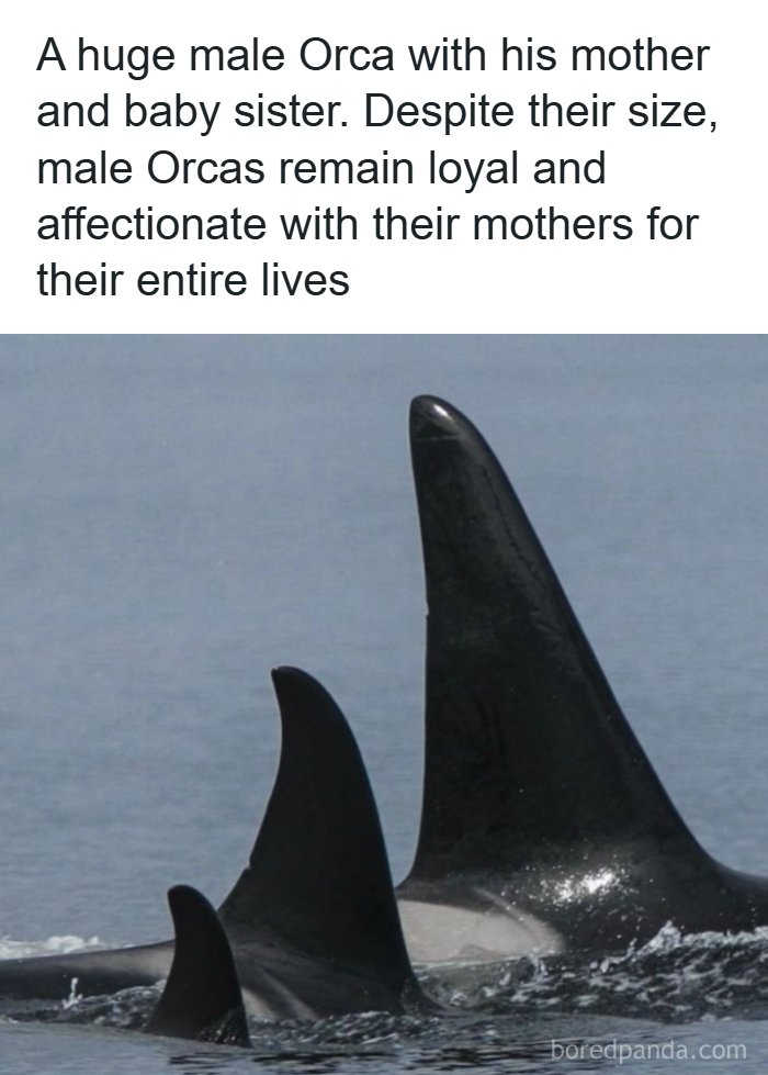 Interesting facts about the world showing dorsal fins of an Orca family swimming together.
