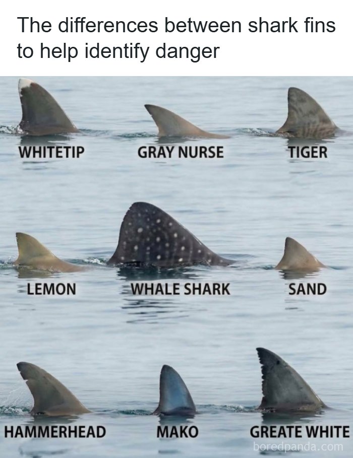 Guide chart illustrating various types of shark fins above water, featured in interesting posts about the world.