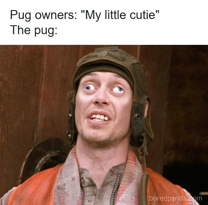 Humorous pug owner comparison meme starring Steve Buscemi to send to friends who love dogs.