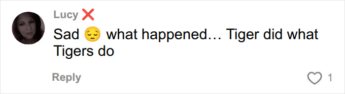 Comment expresses sadness and states tiger did what tigers do at UK wildlife park tiger enclosure Comment expresses sadness and states tiger did what tigers do at UK wildlife park tiger enclosure