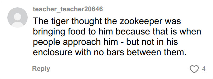 Comment explains tiger mistook person for zookeeper at UK wildlife park tiger enclosure Comment explains tiger mistook person for zookeeper at UK wildlife park tiger enclosure