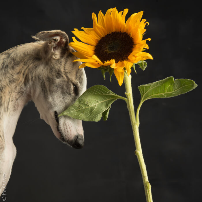 Studio portrait of a whippet-like dog with closed eyes where the dog is the boss