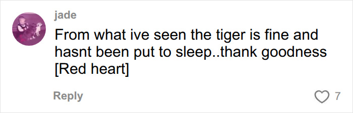 Comment says the tiger is fine and not put to sleep at UK wildlife park tiger enclosure incident Comment says the tiger is fine and not put to sleep at UK wildlife park tiger enclosure incident