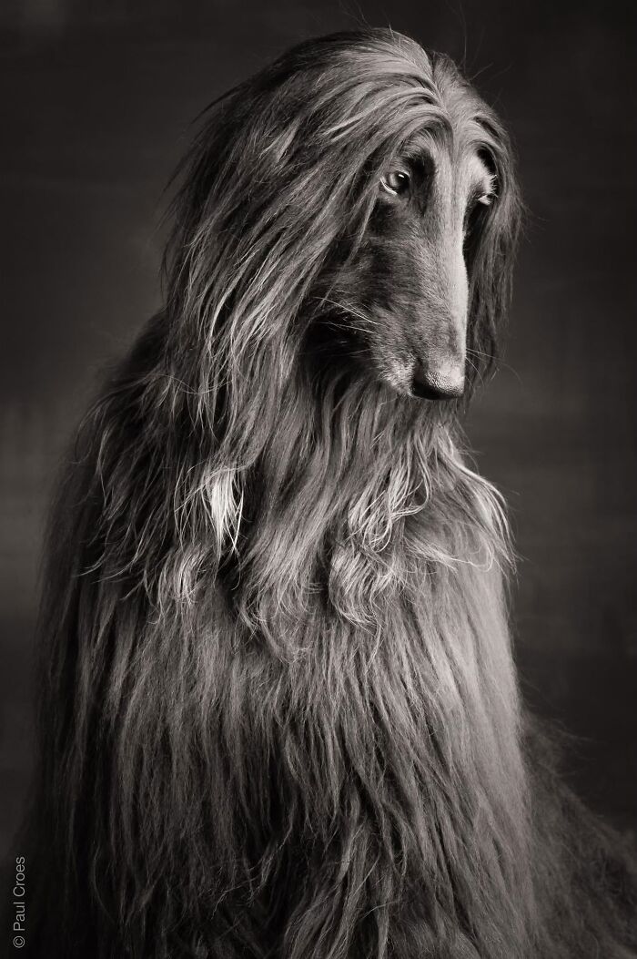 Monochrome studio portrait of a long-haired Afghan Hound posing calmly where the dog is the boss