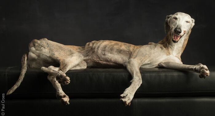 A brindle greyhound relaxing comfortably on a couch during a pup studio photoshoot.