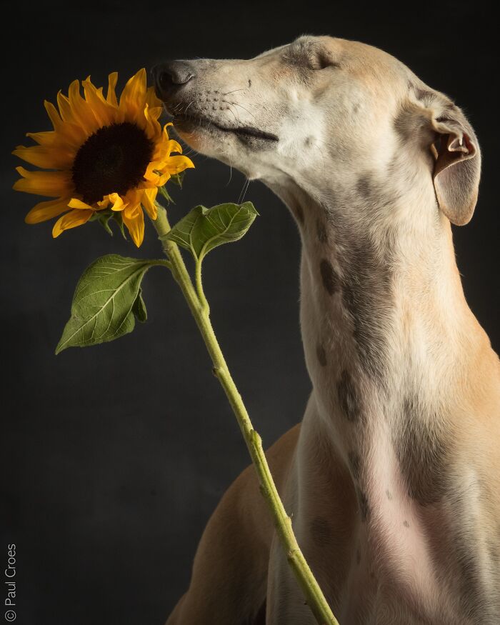 Side profile of a dog posing next to a bright yellow sunflower in a studio setting.