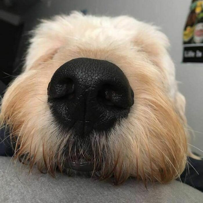 Close up view of an adorable sleeping puppy nose sleeping peacefully