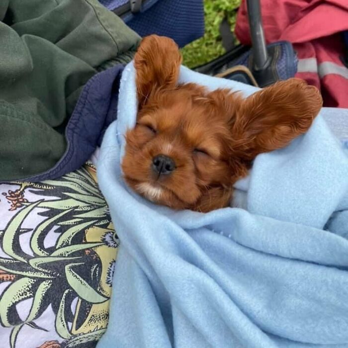 Cute brown sleeping puppy wrapped cozy in a soft light blue blanket