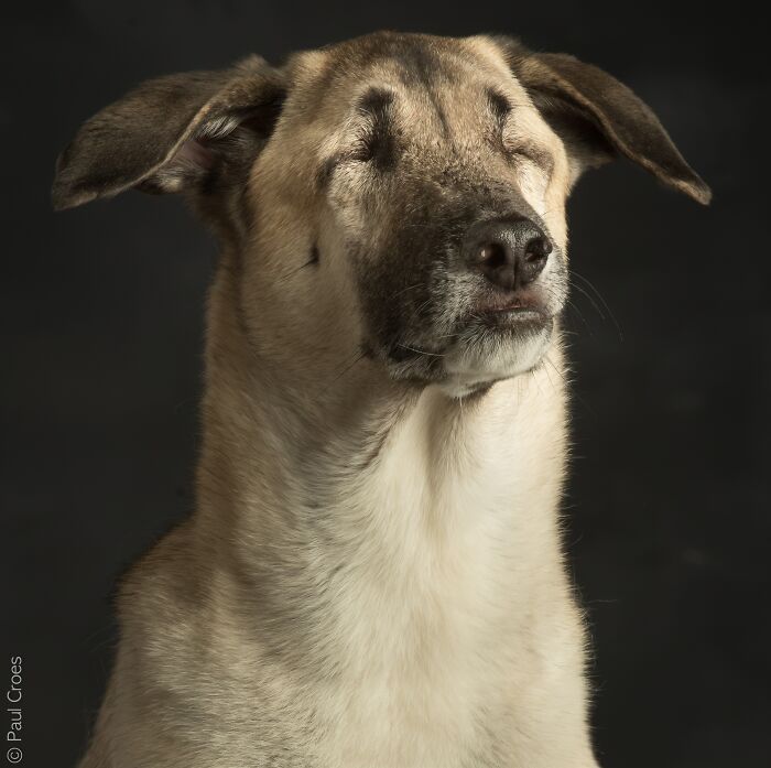 Dog licking its nose during a portrait session in a photography studio