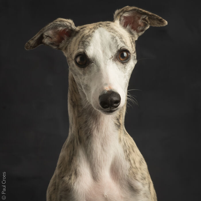 Studio portrait of a whippet-like dog with closed eyes where the dog is the boss