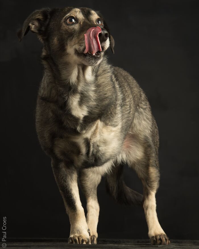 Three-legged dog standing in a photography studio with a dark background