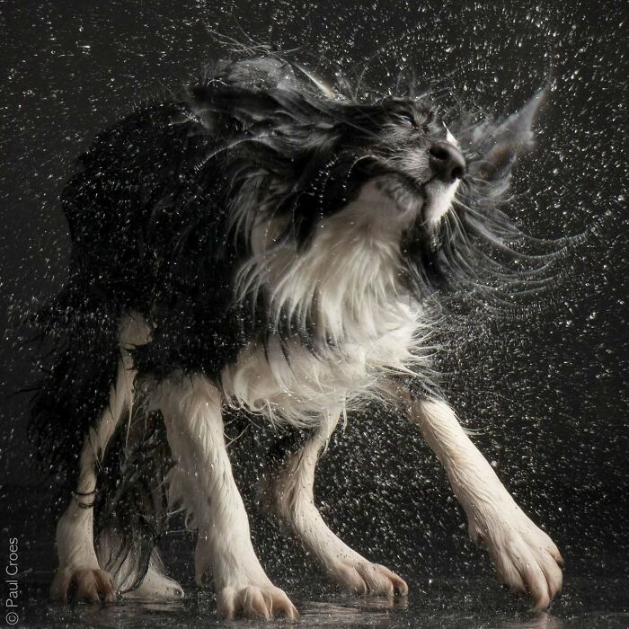 An energetic black and white dog shaking off water captured in an expressive studio photo.