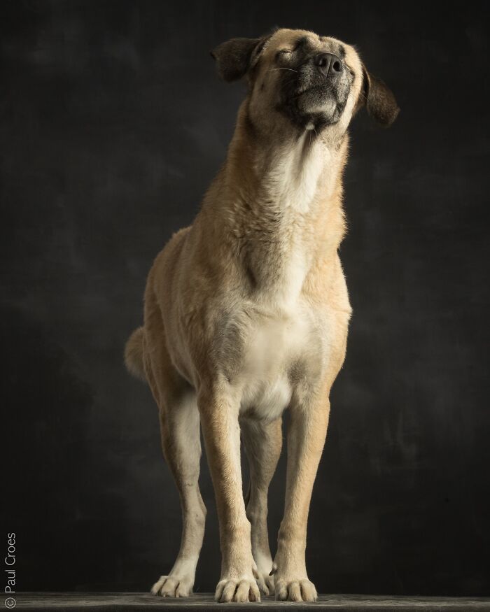 A close-up studio portrait of a blind dog tilting its head up peacefully.