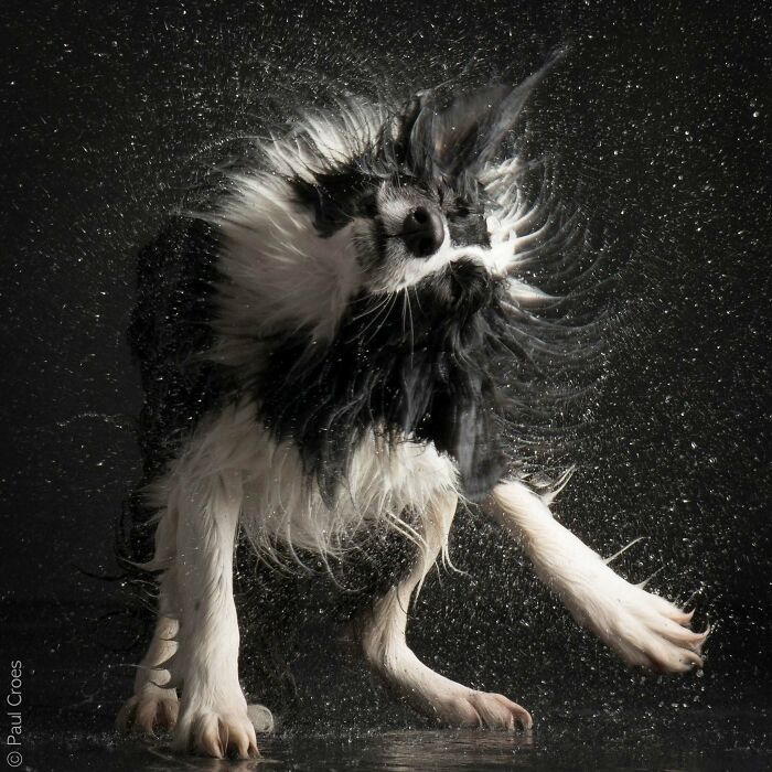An energetic black and white dog shaking off water captured in an expressive studio photo.