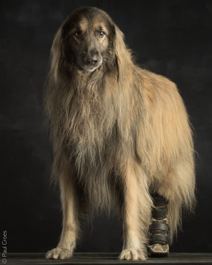Long-haired dog posing for a studio portrait where every pup is welcome