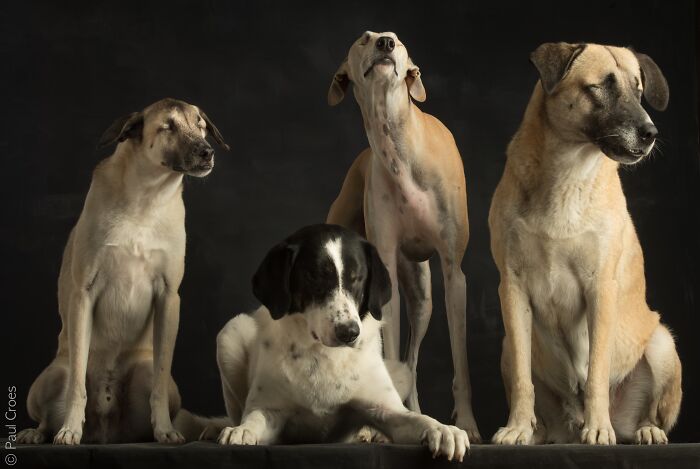 Four blind dogs sitting together in a studio photoshoot portrait.