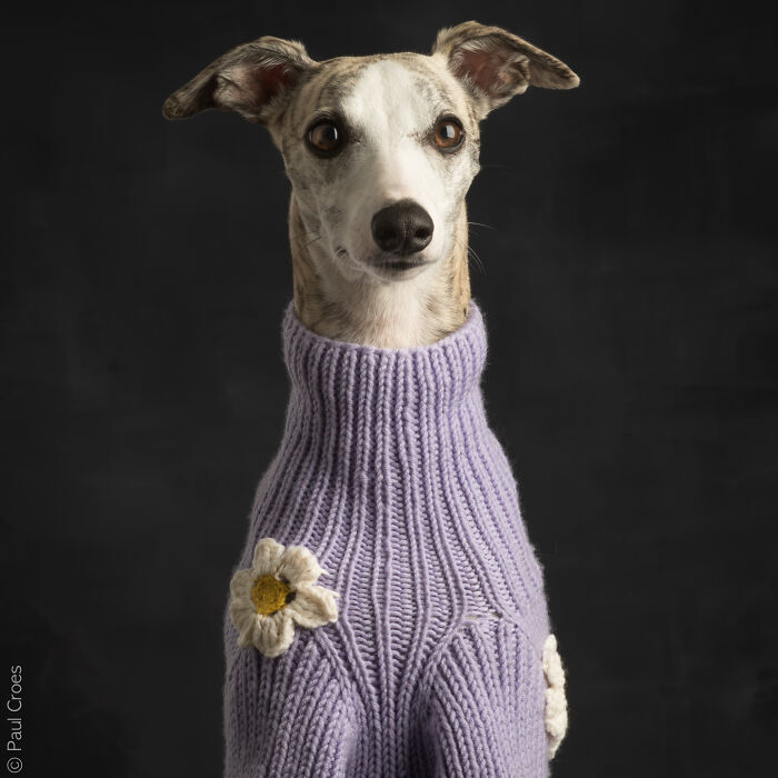 Studio portrait of a whippet-like dog with closed eyes where the dog is the boss