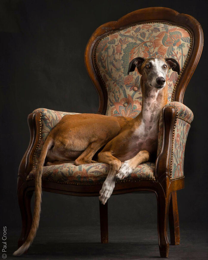 A slender dog relaxing on a vintage floral armchair in a photo studio.