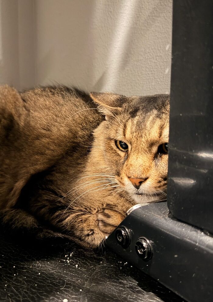 A close-up of a shy senior cat resting its head behind a dark object A close-up of a shy senior cat resting its head behind a dark object