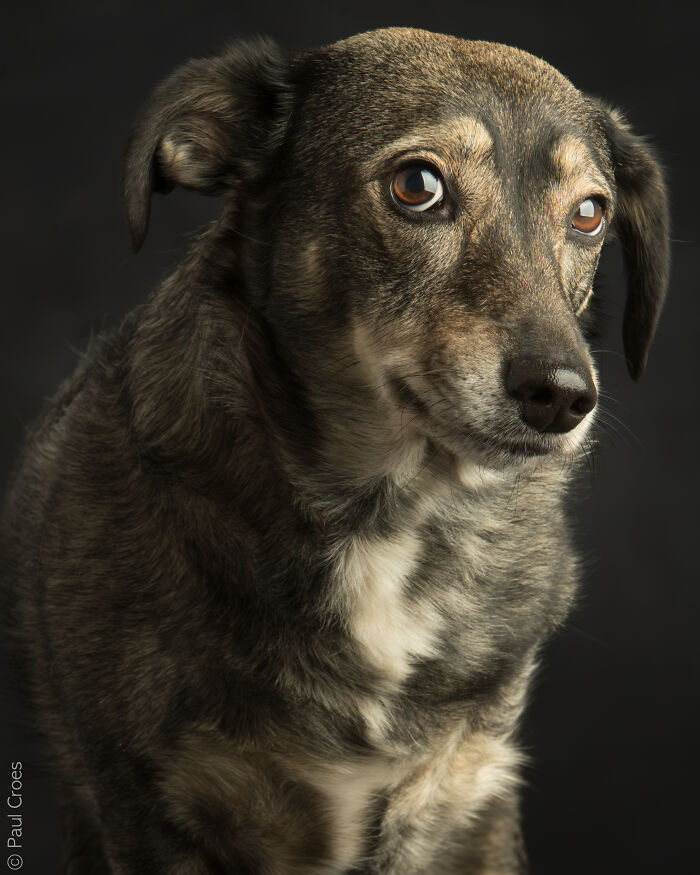 Three-legged dog standing in a photography studio with a dark background