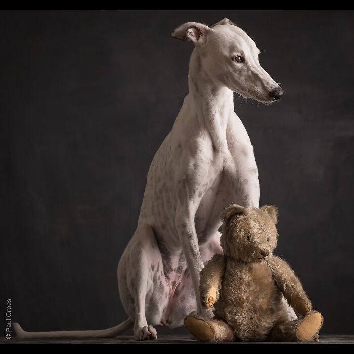 A white pup sitting next to a vintage teddy bear in a studio photography session.
