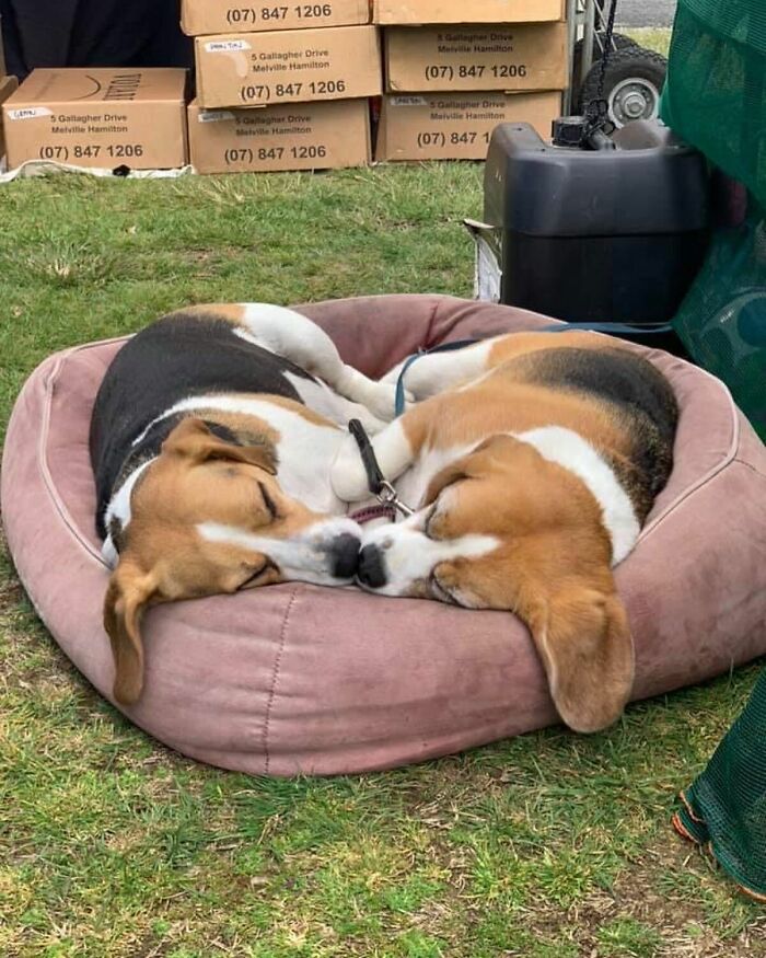 Two adorable sleeping puppies snuggled together in a round dog bed outdoors
