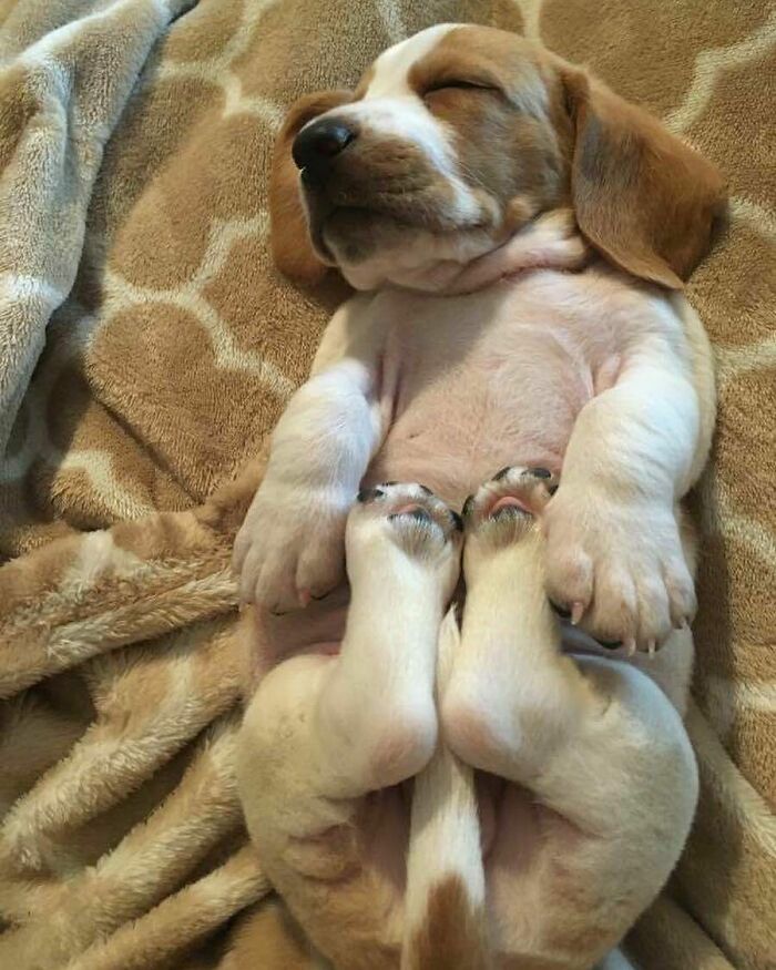 Adorable sleeping puppy resting on its back on a cozy blanket with paws tucked in