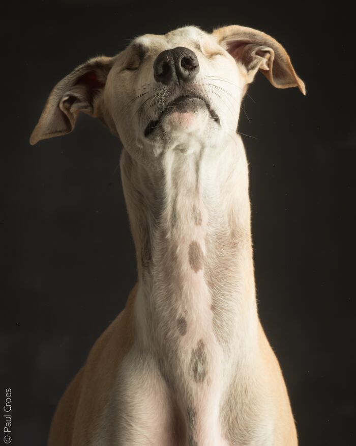 Close-up portrait of a blind dog tilting its head up in a photo studio.