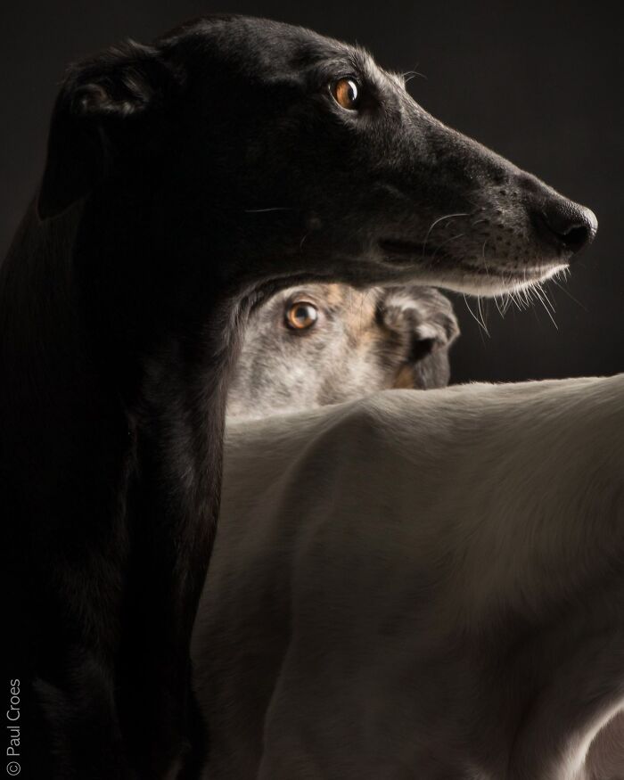 An artistic close up of two greyhound dogs in a studio portrait setting.