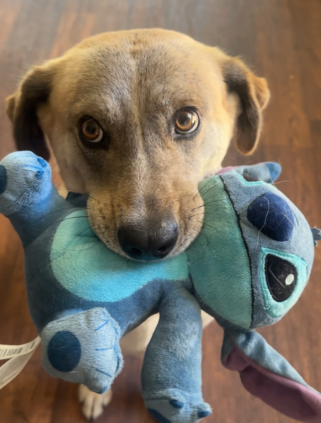 A rescued dog looking at the camera while holding a blue plush toy in its mouth.