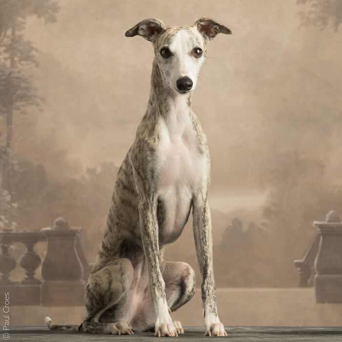 Studio portrait of a whippet-like dog with closed eyes where the dog is the boss
