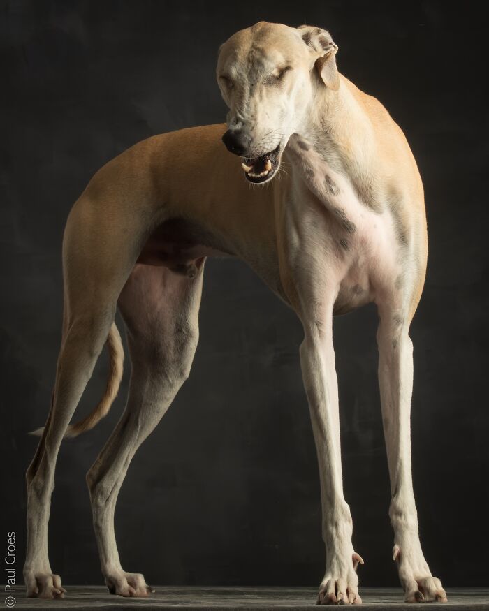 Close-up portrait of a blind dog tilting its head up in a photo studio.