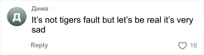 Comment stating it's not tiger's fault but the situation is sad at UK wildlife park Comment stating it's not tiger's fault but the situation is sad at UK wildlife park
