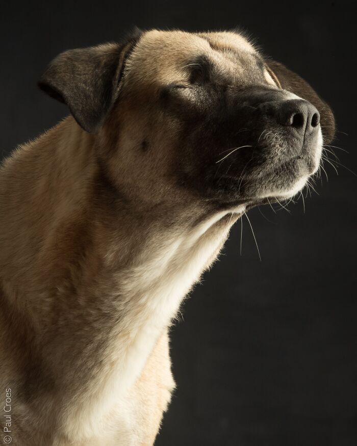A close-up studio portrait of a blind dog tilting its head up peacefully.