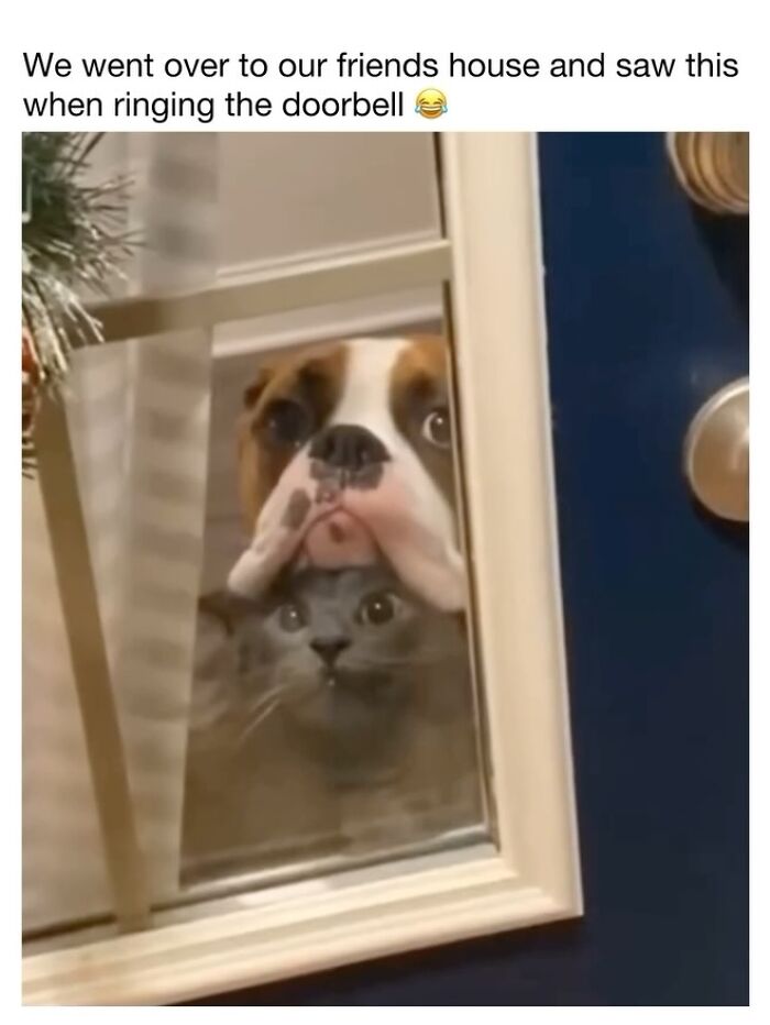 A boxer dog and a grey cat looking through a door window together, cute dog memes