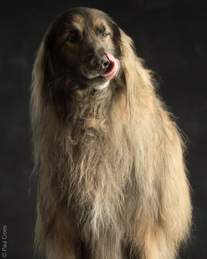 Long-haired dog posing for a studio portrait where every pup is welcome