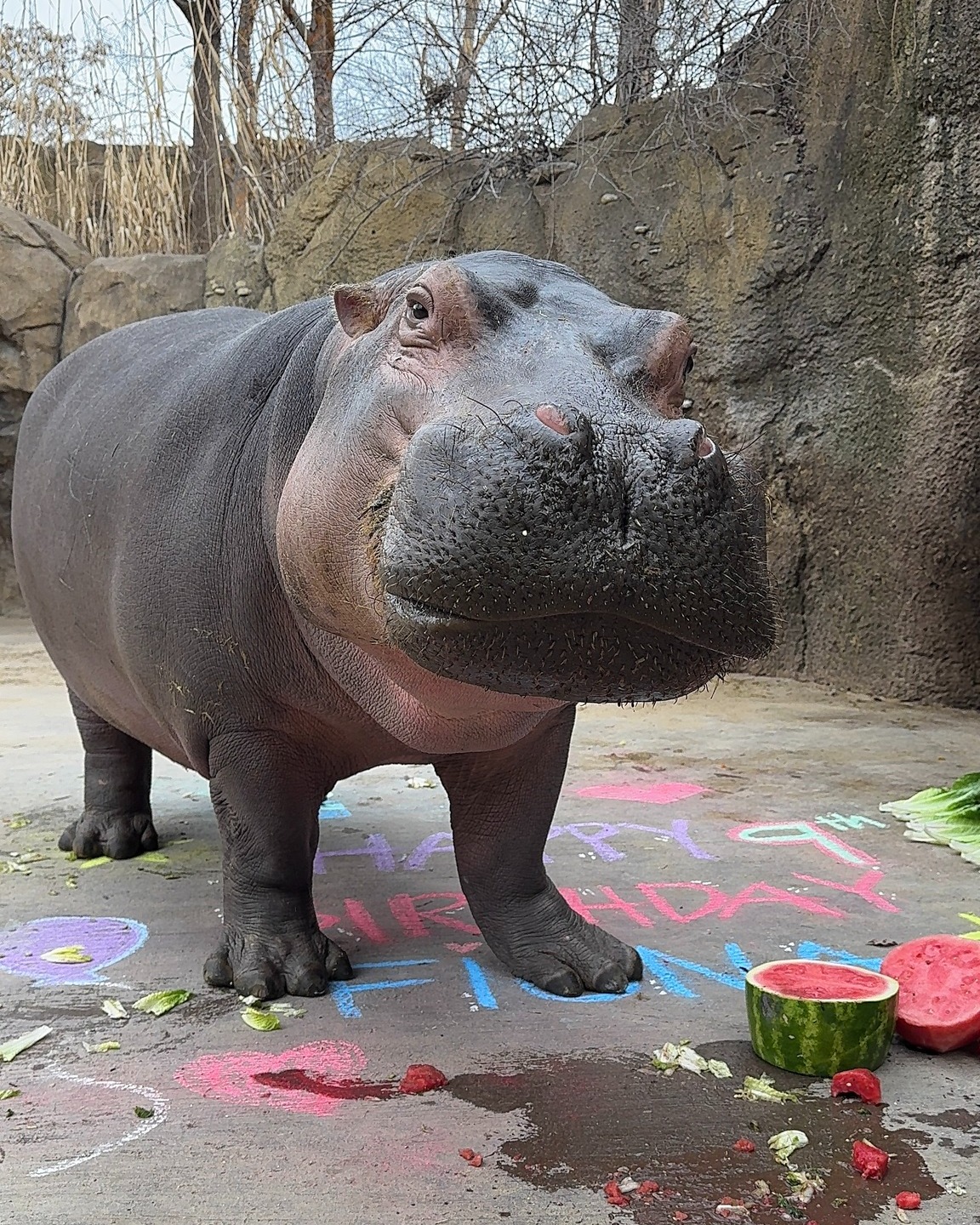Fiona the Hippo standing near birthday decorations and watermelon treats.