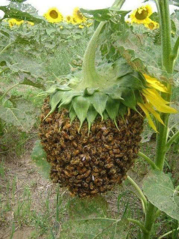 An interesting picture of a sunflower that has a massive swarm of bees covering its center seed section.