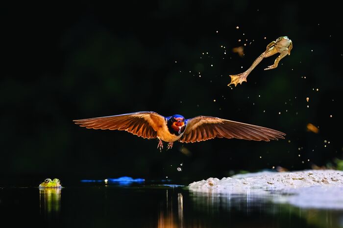 Wildlife photo capturing a bird in flight and a frog jumping near water