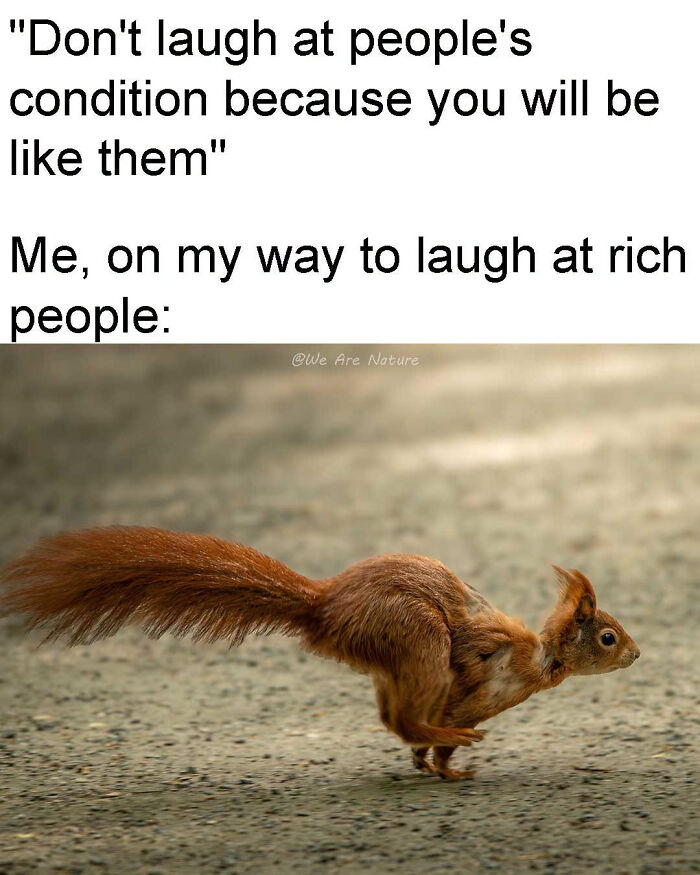 A red squirrel running fast featured in relatable animal memes.