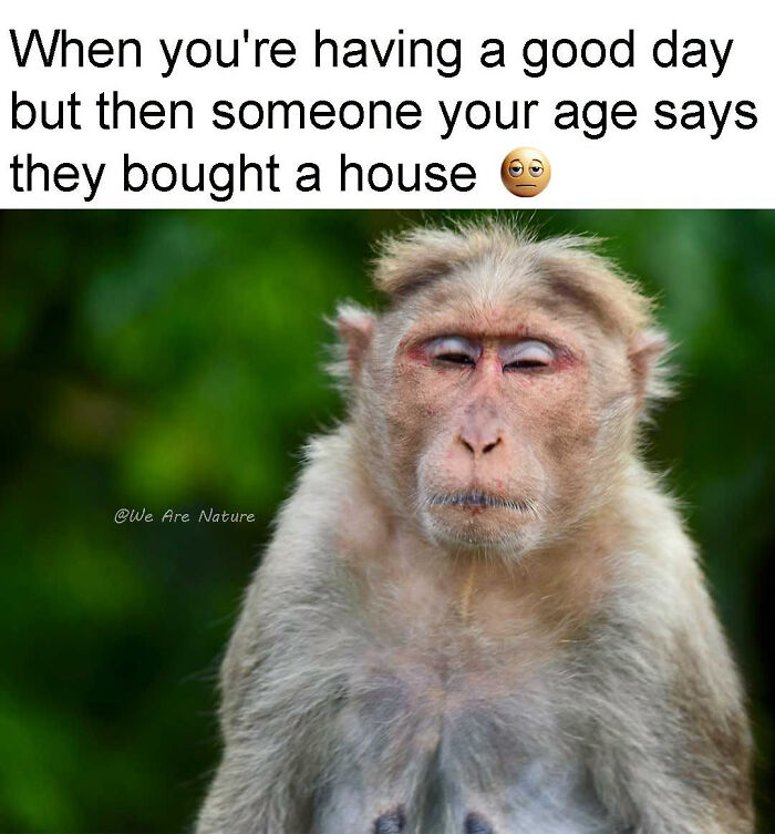 Relatable animal memes feature an unimpressed monkey with text about someone your age buying a house.