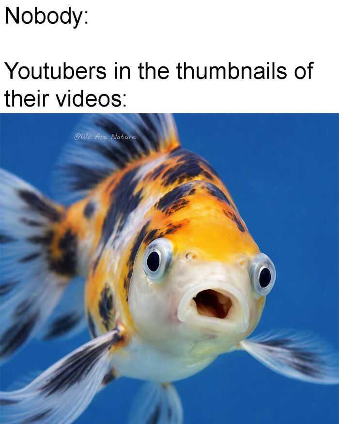 A orange and black fish with its mouth wide open in amusing animal memes.