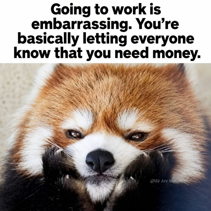 A cute red panda resting its head on its paws in a relatable animal meme about the embarrassment of working for money.