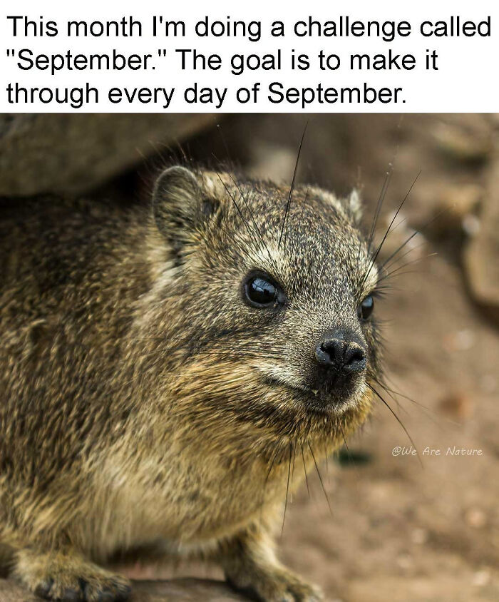 A tired hyrax staring intensely in a relatable animal meme about getting through the month of September.