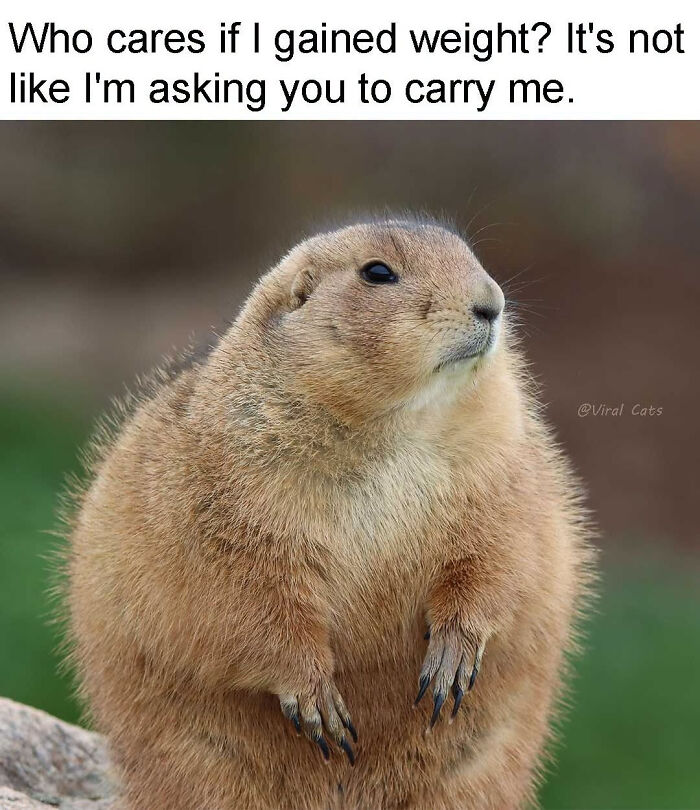A chubby prairie dog standing proudly in a relatable animal meme about gaining weight.